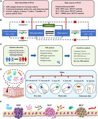 Causal roles of skin microbiota in skin cancers suggested by genetic study